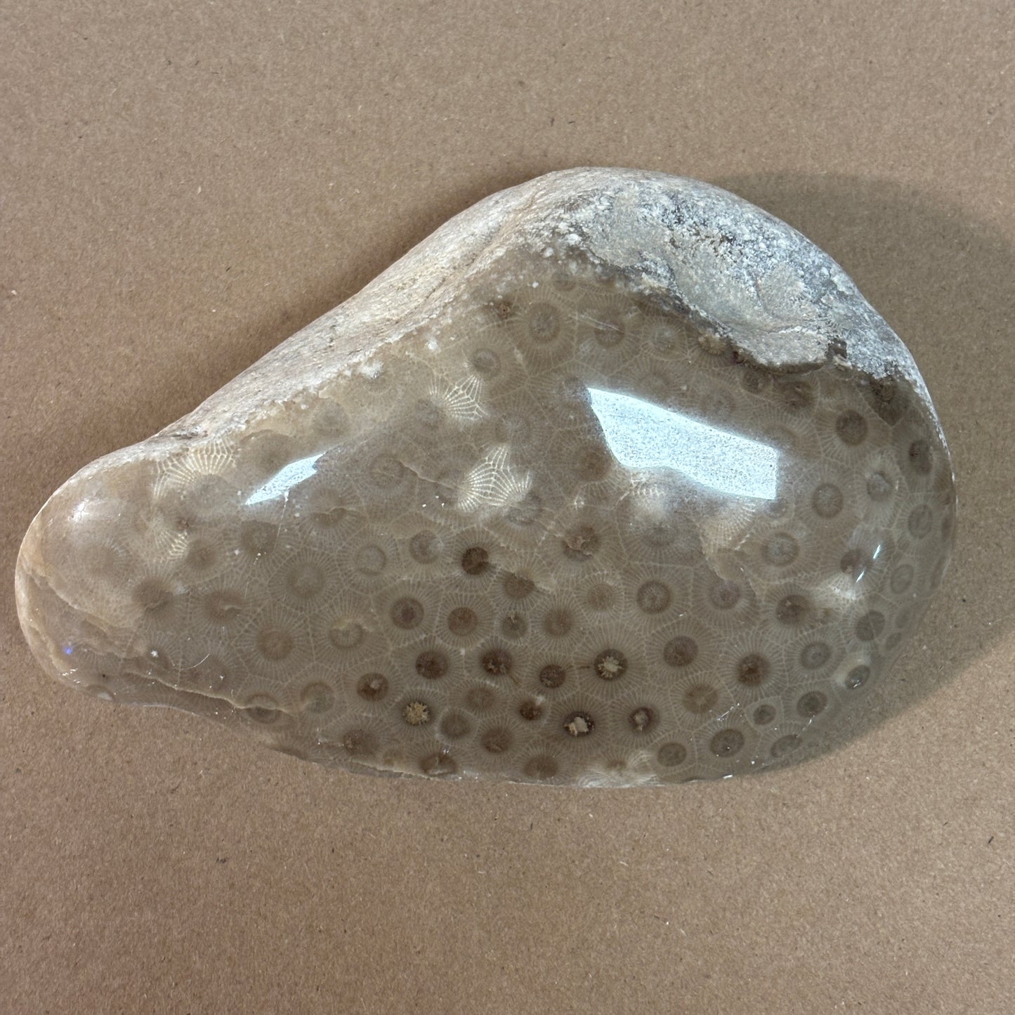 Partially Polished Petoskey Stone