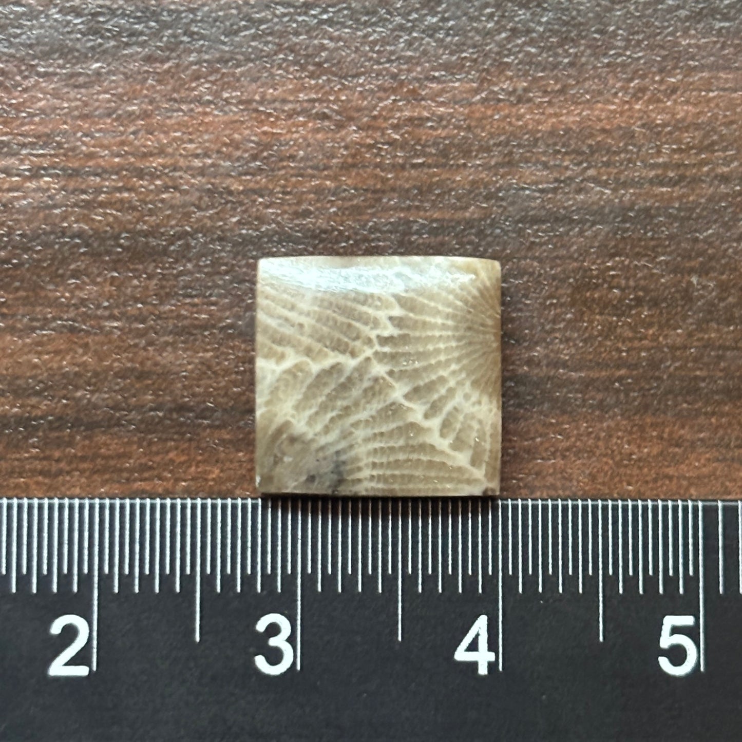 Petoskey Stone Cabochon 12mm Square