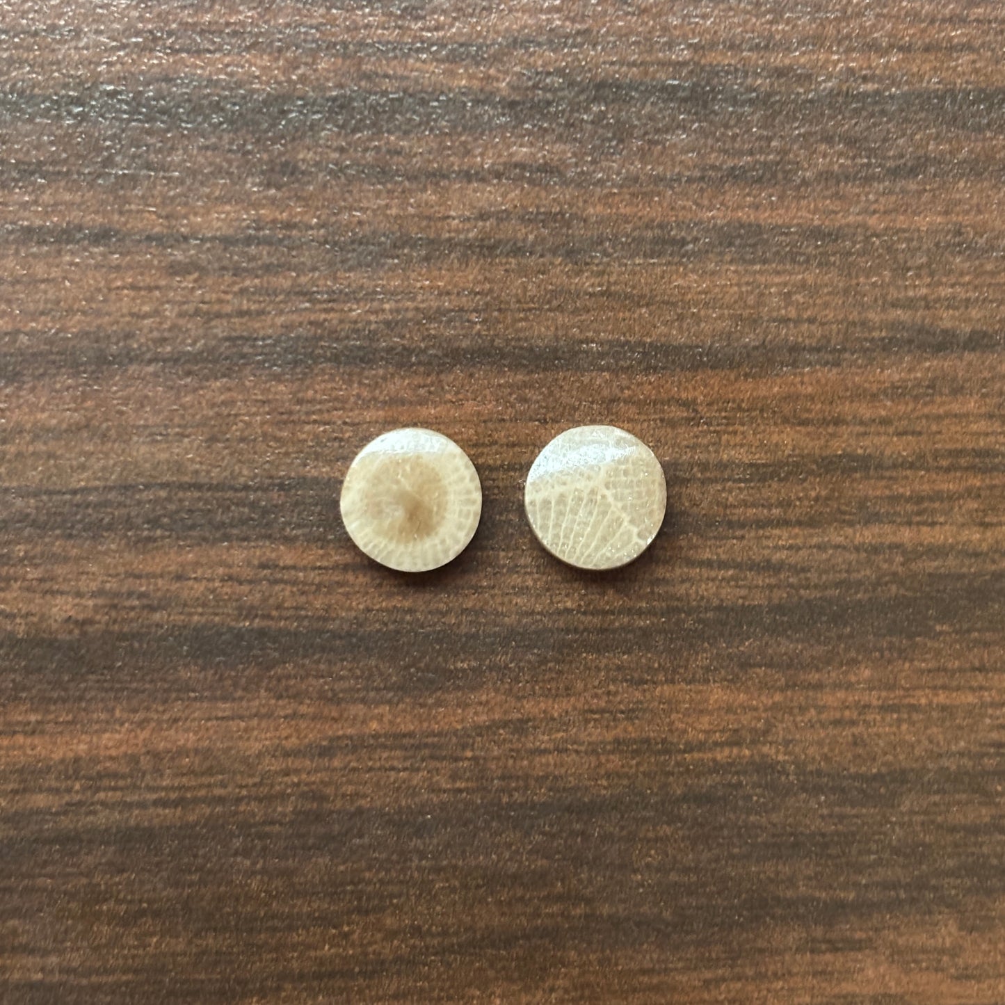 Petoskey Stone Cabochon 8mm Round