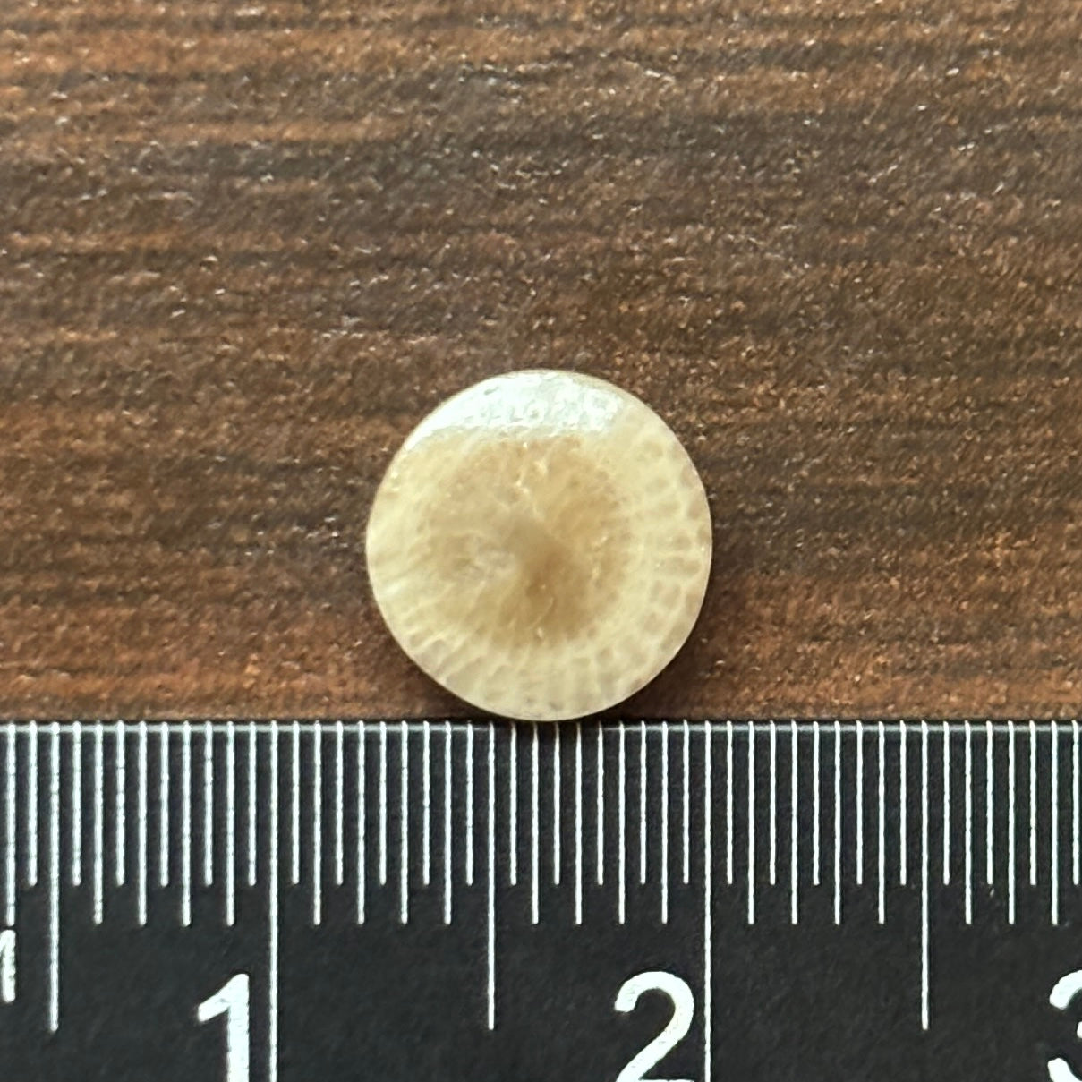 Petoskey Stone Cabochon 8mm Round