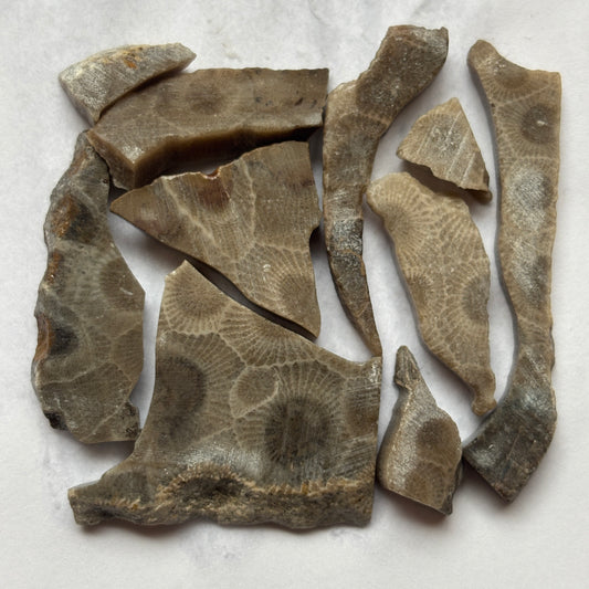 Petoskey stone chips in a two inch square showing the quality of the stones
