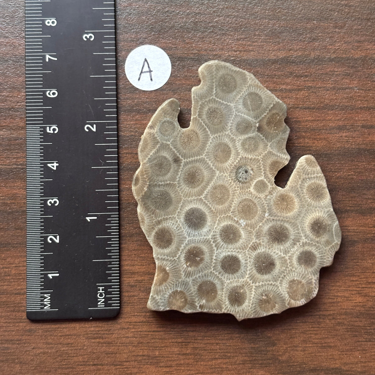 Petoskey Stone Lower Peninsula Shape 2.5x2.25in