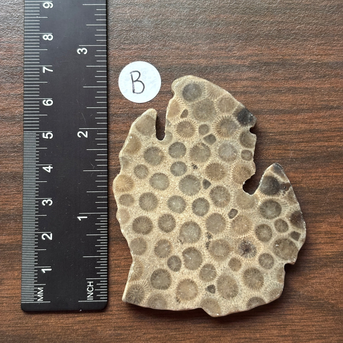 Petoskey Stone Lower Peninsula Shape 2.5x2.25in