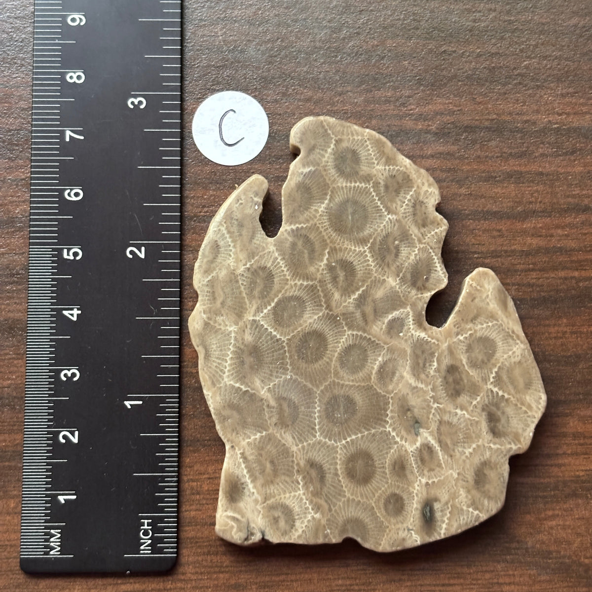 Petoskey Stone Lower Peninsula Shape 2.5x2.25in