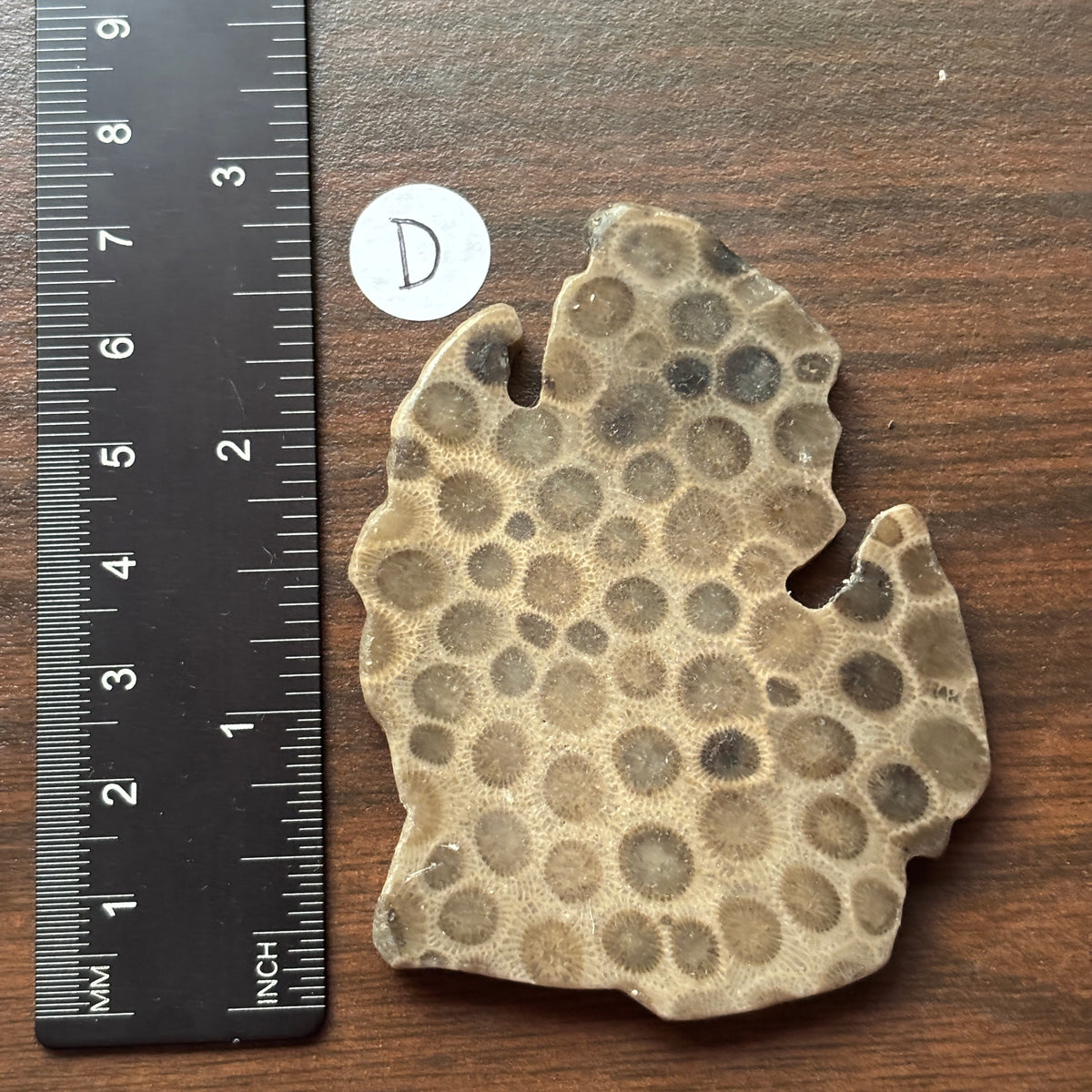 Petoskey Stone Lower Peninsula Shape 2.5x2.25in