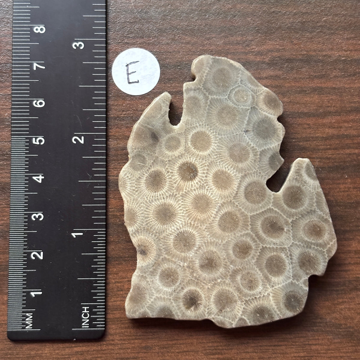 Petoskey Stone Lower Peninsula Shape 2.5x2.25in