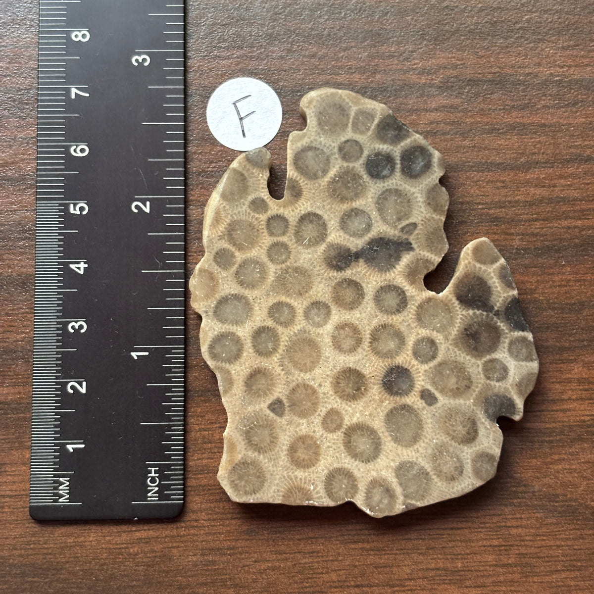 Petoskey Stone Lower Peninsula Shape 2.5x2.25in