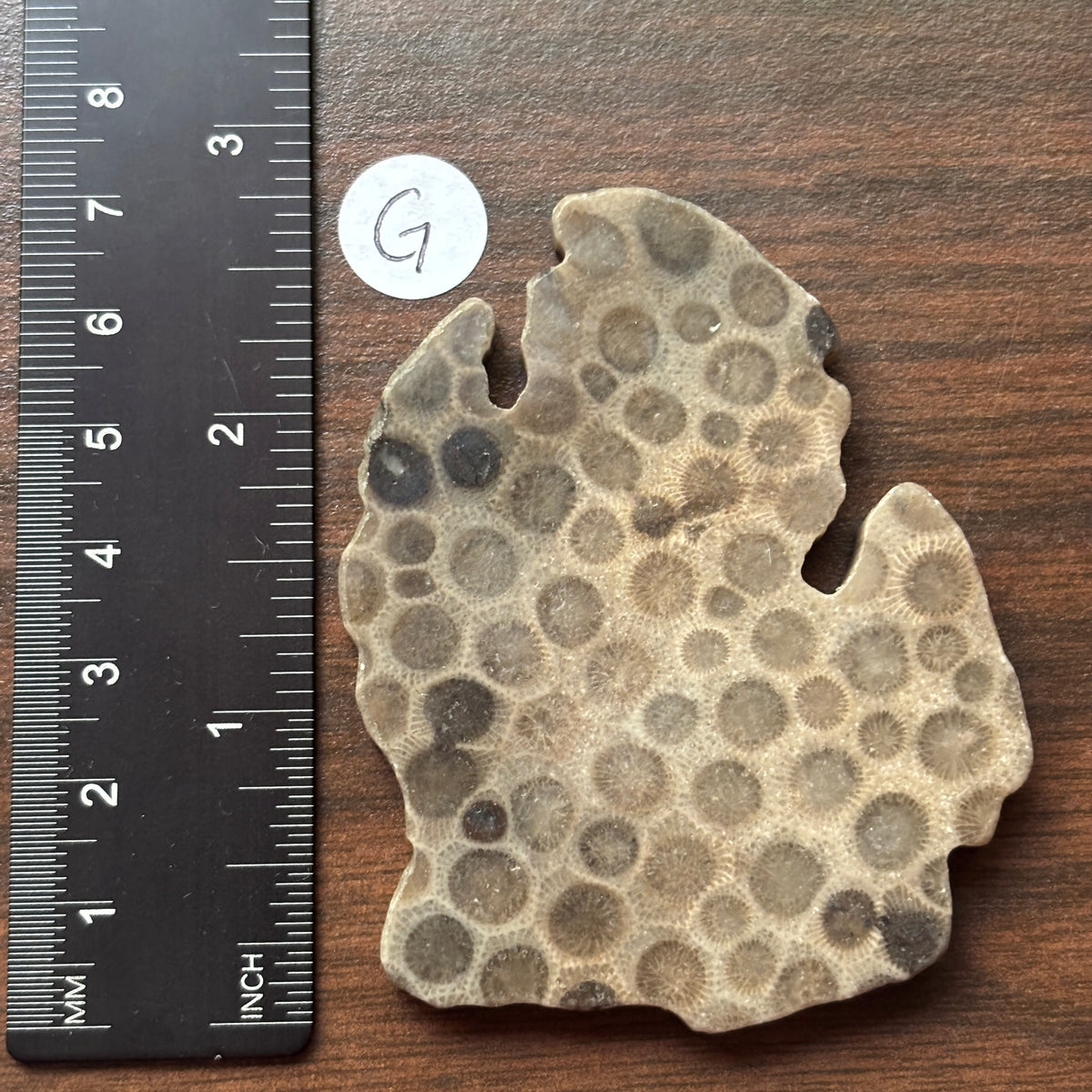 Petoskey Stone Lower Peninsula Shape 2.5x2.25in