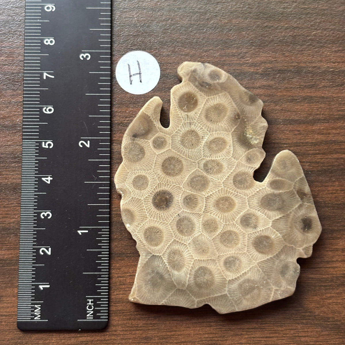Petoskey Stone Lower Peninsula Shape 2.5x2.25in