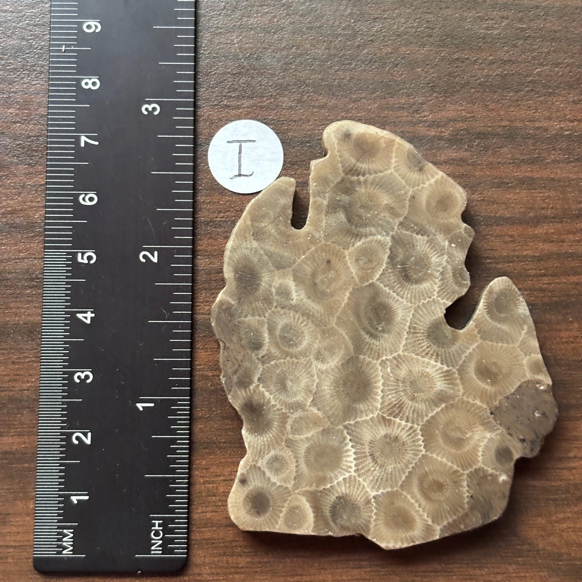 Petoskey Stone Lower Peninsula Shape 2.5x2.25in