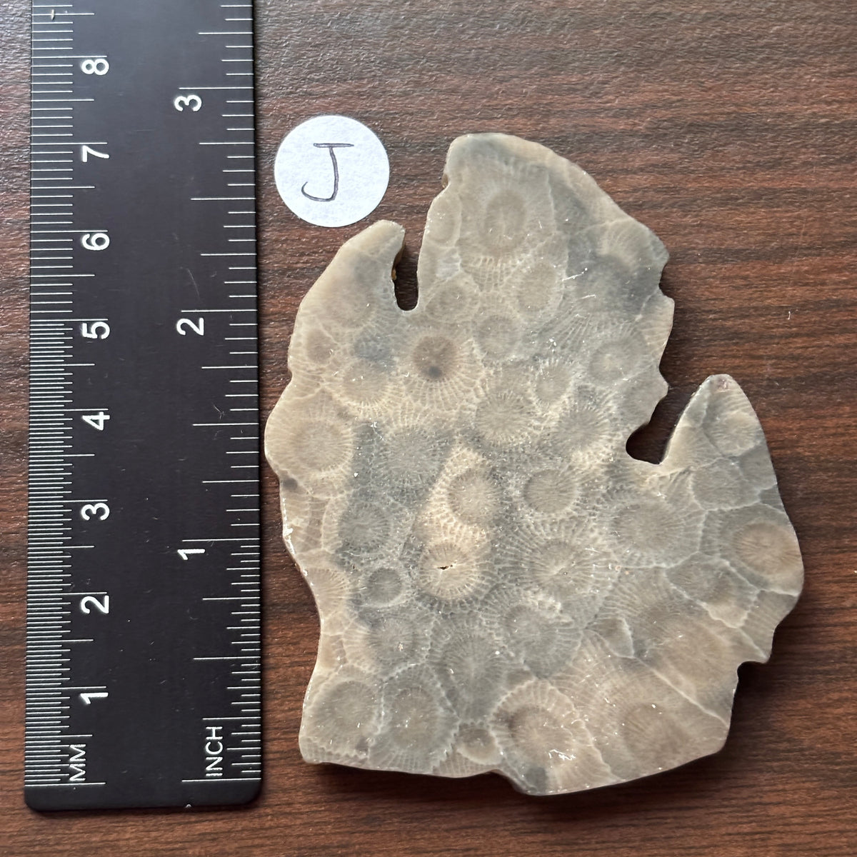 Petoskey Stone Lower Peninsula Shape 2.5x2.25in