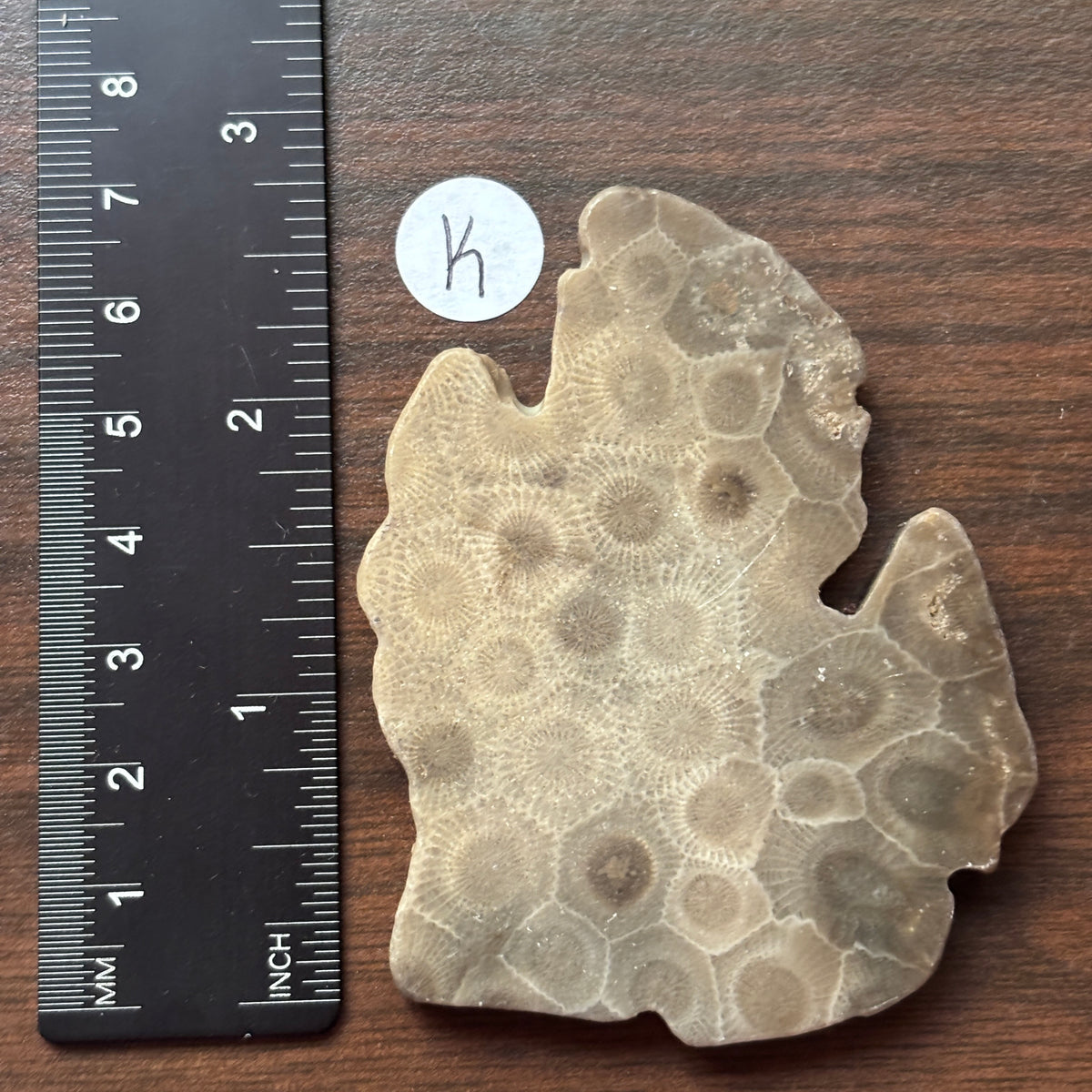Petoskey Stone Lower Peninsula Shape 2.5x2.25in