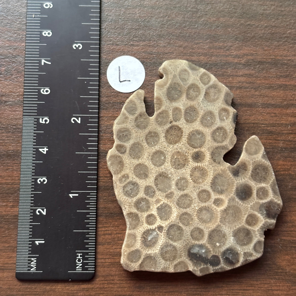 Petoskey Stone Lower Peninsula Shape 2.5x2.25in