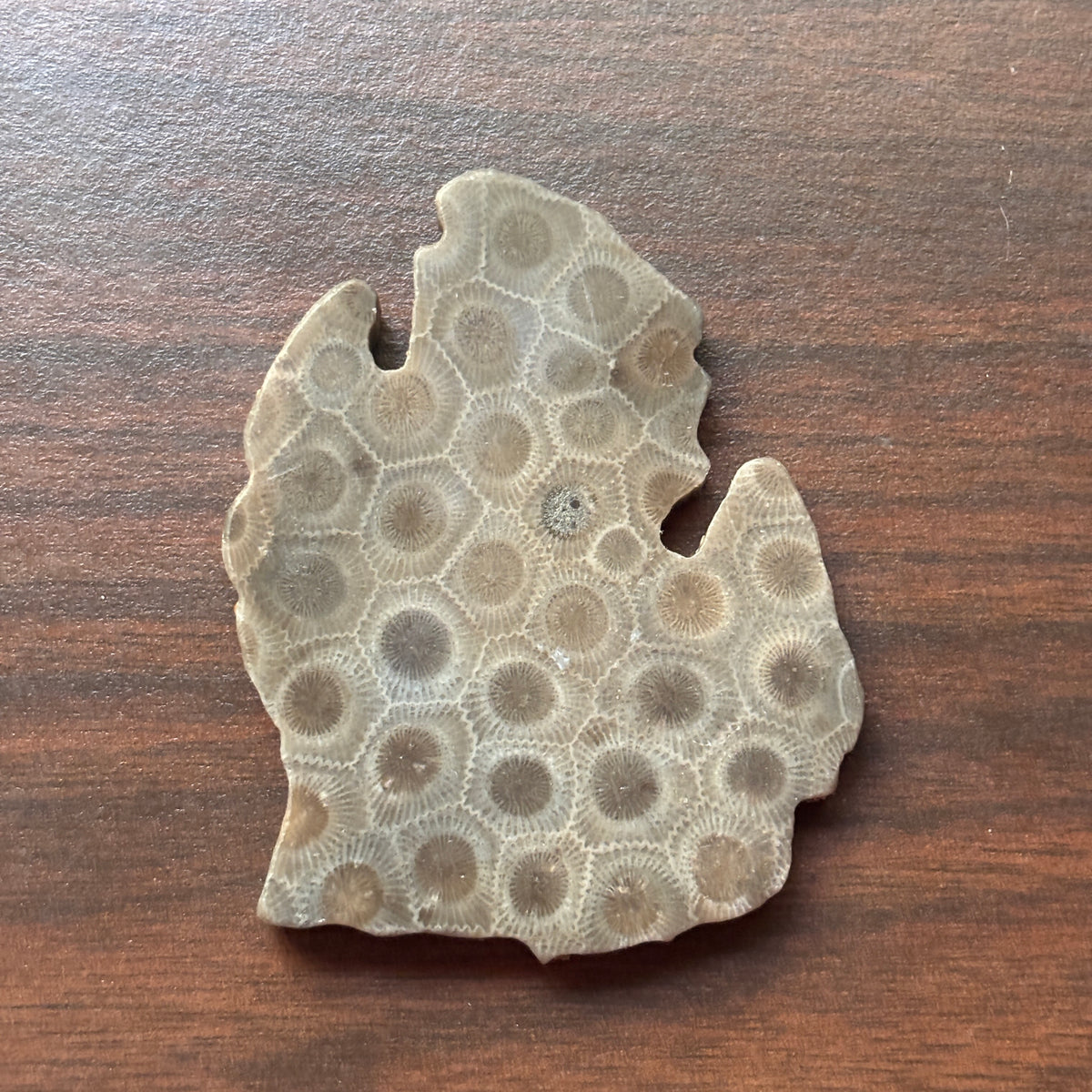 Petoskey Stone Lower Peninsula Shape 2.5x2.25in