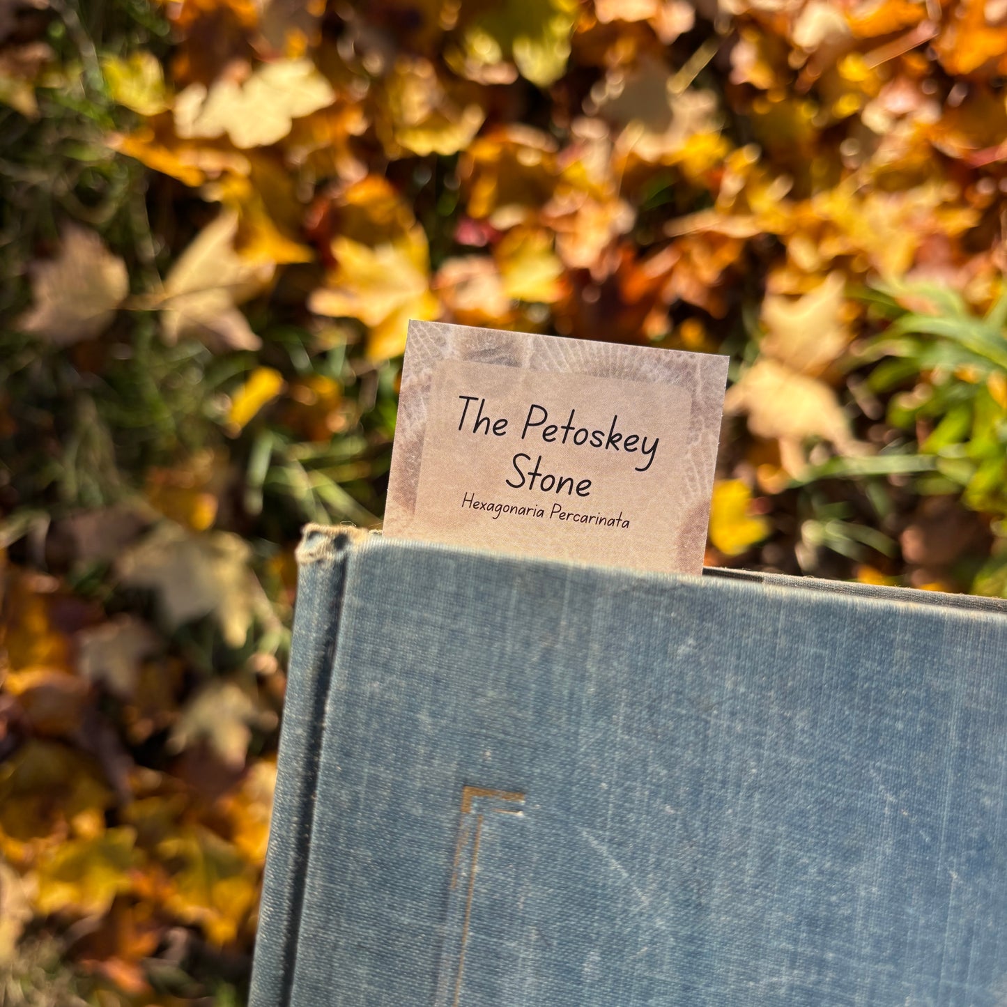 Blue book with a card labeled 'The Petoskey Stone' against a natural background of leaves.