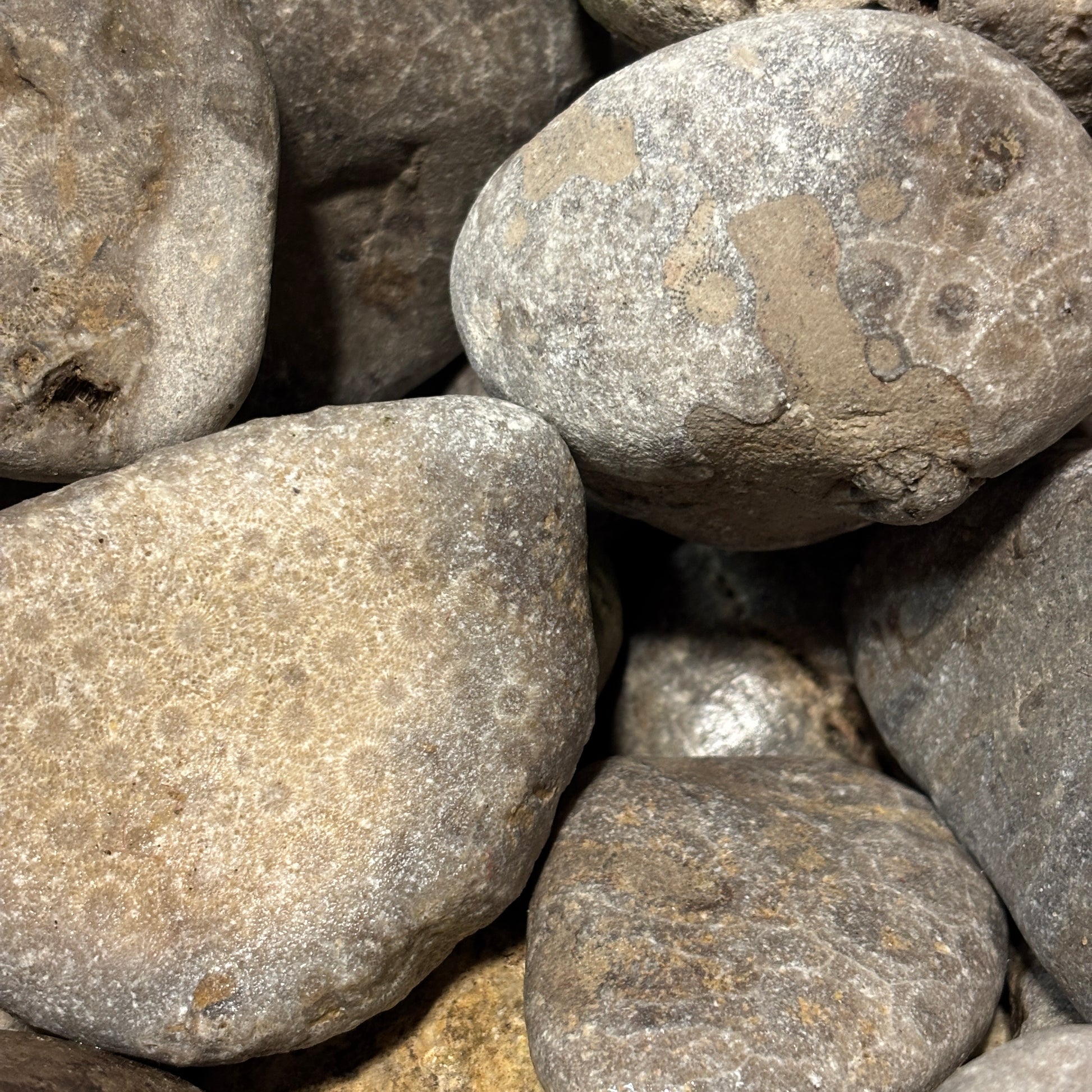 Close-up of gray petoskey stones with varying sizes and textures.