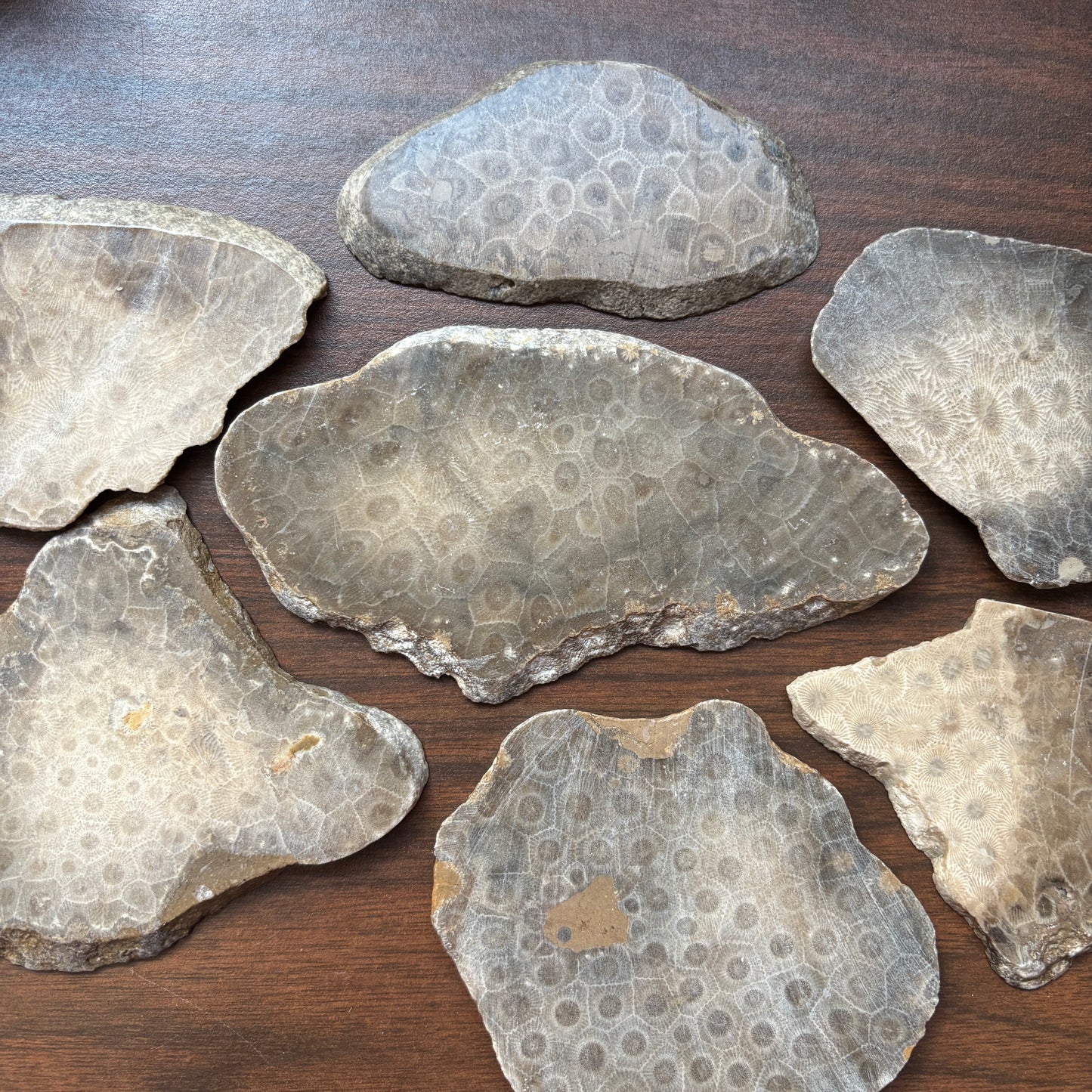 Polished Petoskey Stone Slabs