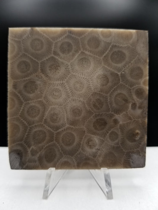 Well-polished petoskey stone that has been shaped into a 2x2 inch square with approximately 1 cm in thickness. Standing upright on a small clear stand. Hand shaped in Michigan.