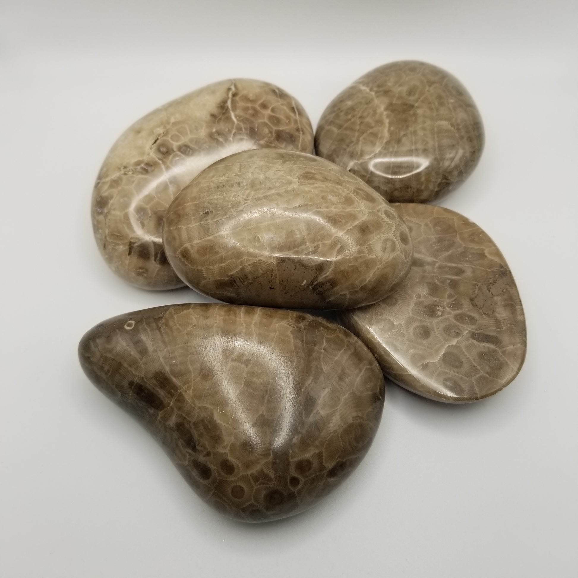 Five fully polished petoskey stones piled up with a beautiful light glare lighting them all up. Michigan's state stone. $40 and up each.