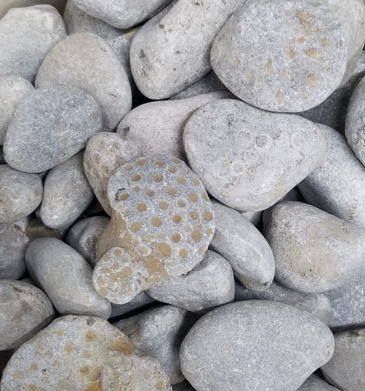 Close up image of a piled up assortment of Petoskey stones that are unpolished (raw). Many of them have a bunch of divots showing the pattern of the petoskey stone coral.